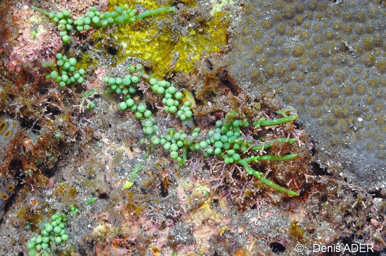 Caulerpa racemosa peltata Caulerpe-Cap Vert Sans Ancre-4m-20150405-Denis-ADER-DSC_9294_tn.jpg